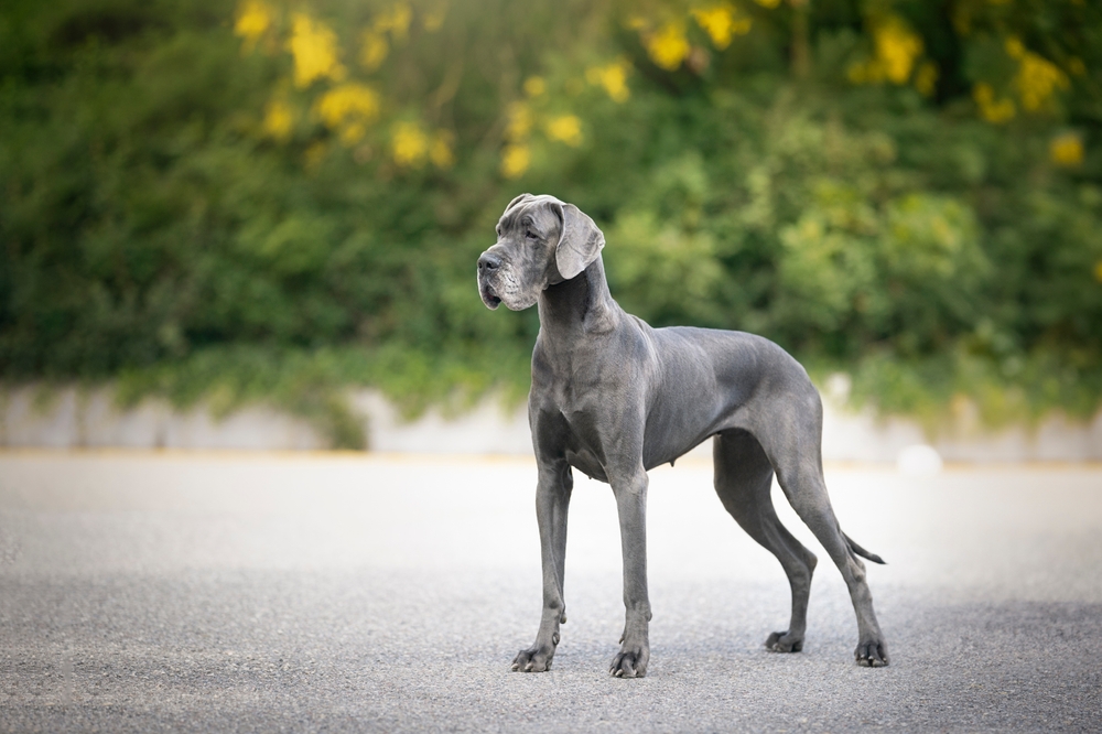 Great Dane standing on a concrete