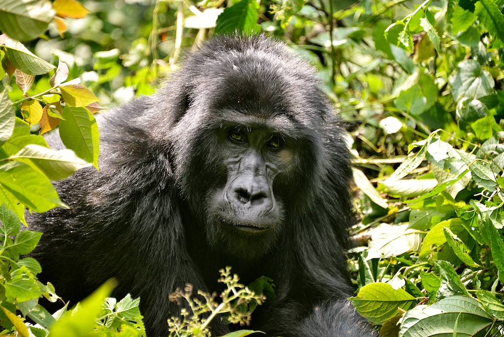 Mountain Gorilla in a forest in Uganda