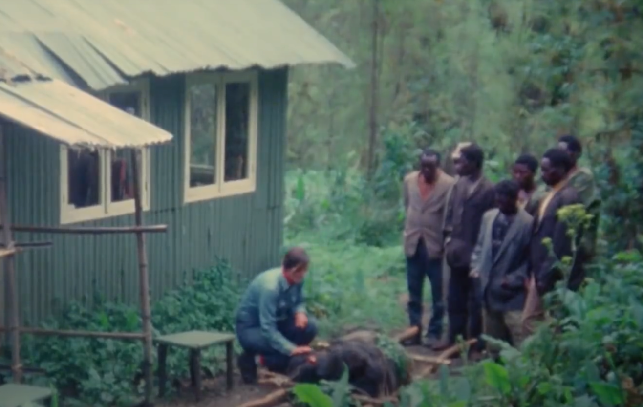 A screenshot from the documentary Dian Fossey: Secrets in the Mist