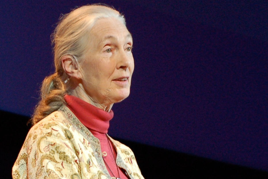 Jane Goodall At Tedglobal 2007