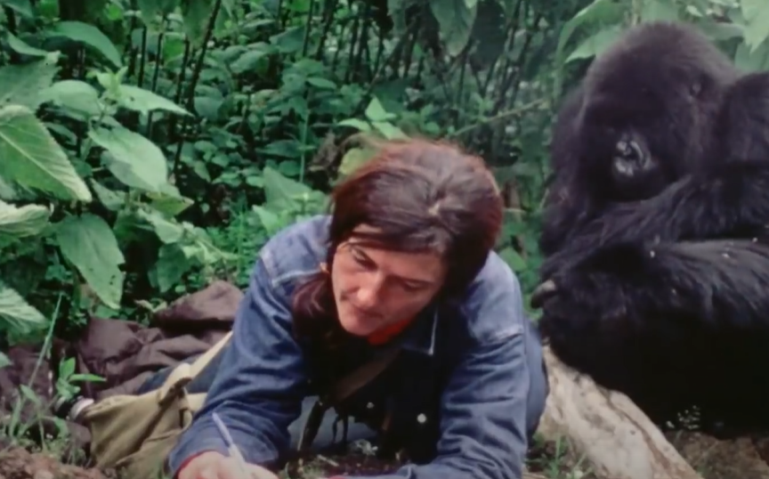 A screenshot from the documentary Dian Fossey: Secrets in the Mist