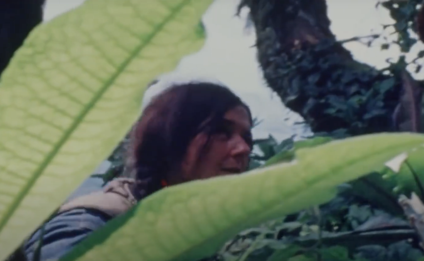 A screenshot from the documentary Dian Fossey: Secrets in the Mist