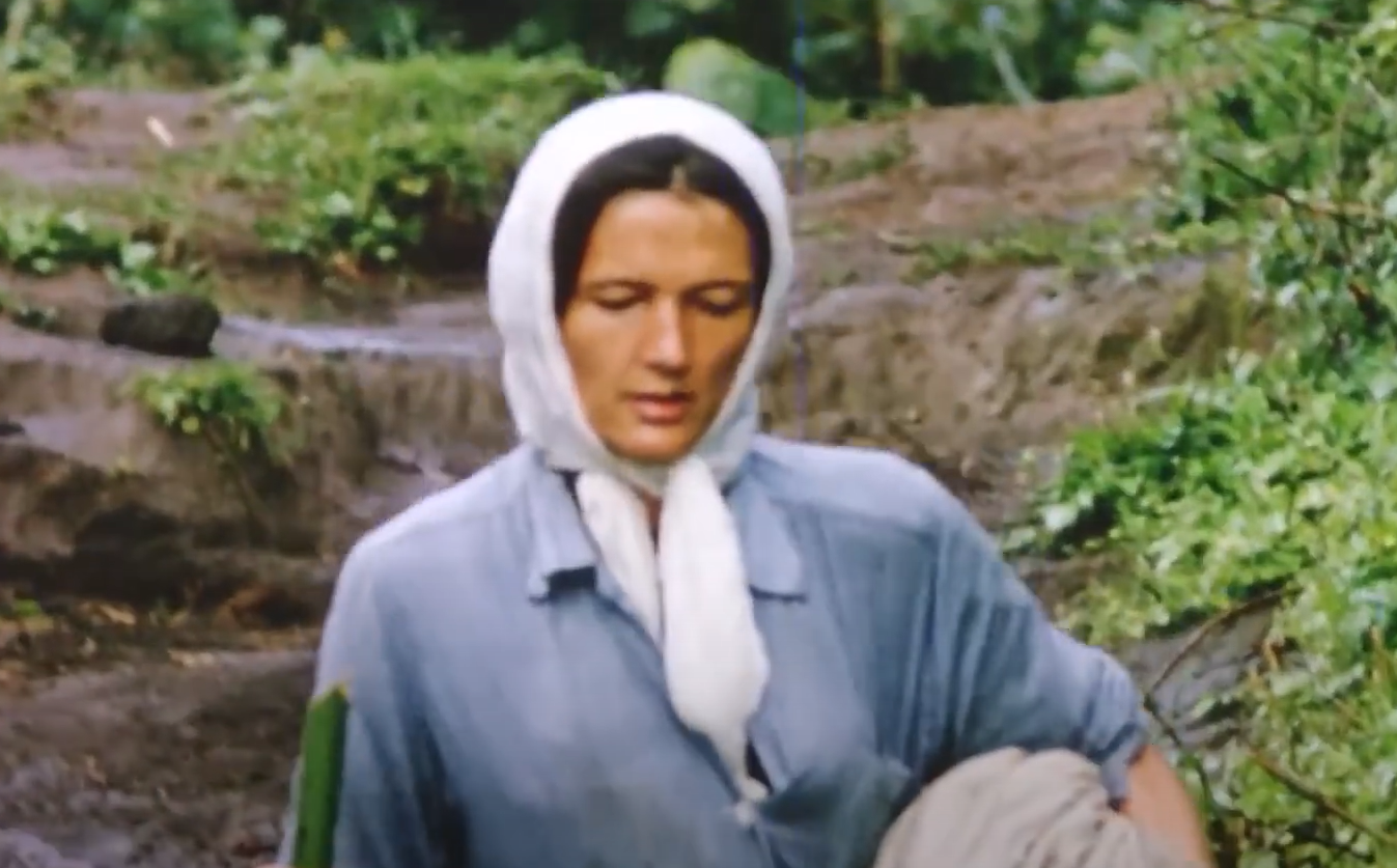 A screenshot from the documentary Dian Fossey: Secrets in the Mist