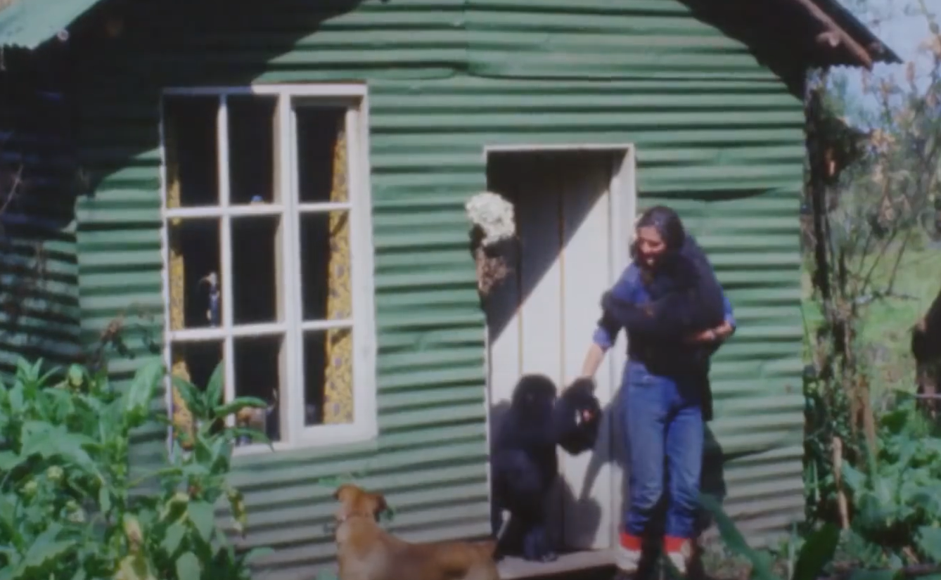 A screenshot from the documentary Dian Fossey: Secrets in the Mist