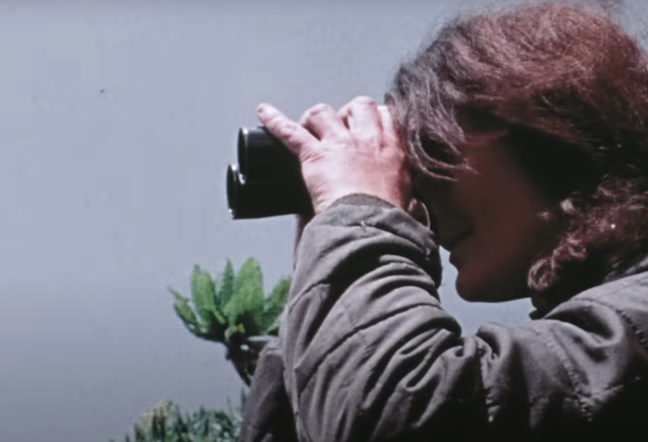 A screenshot from the documentary Dian Fossey: Secrets in the Mist