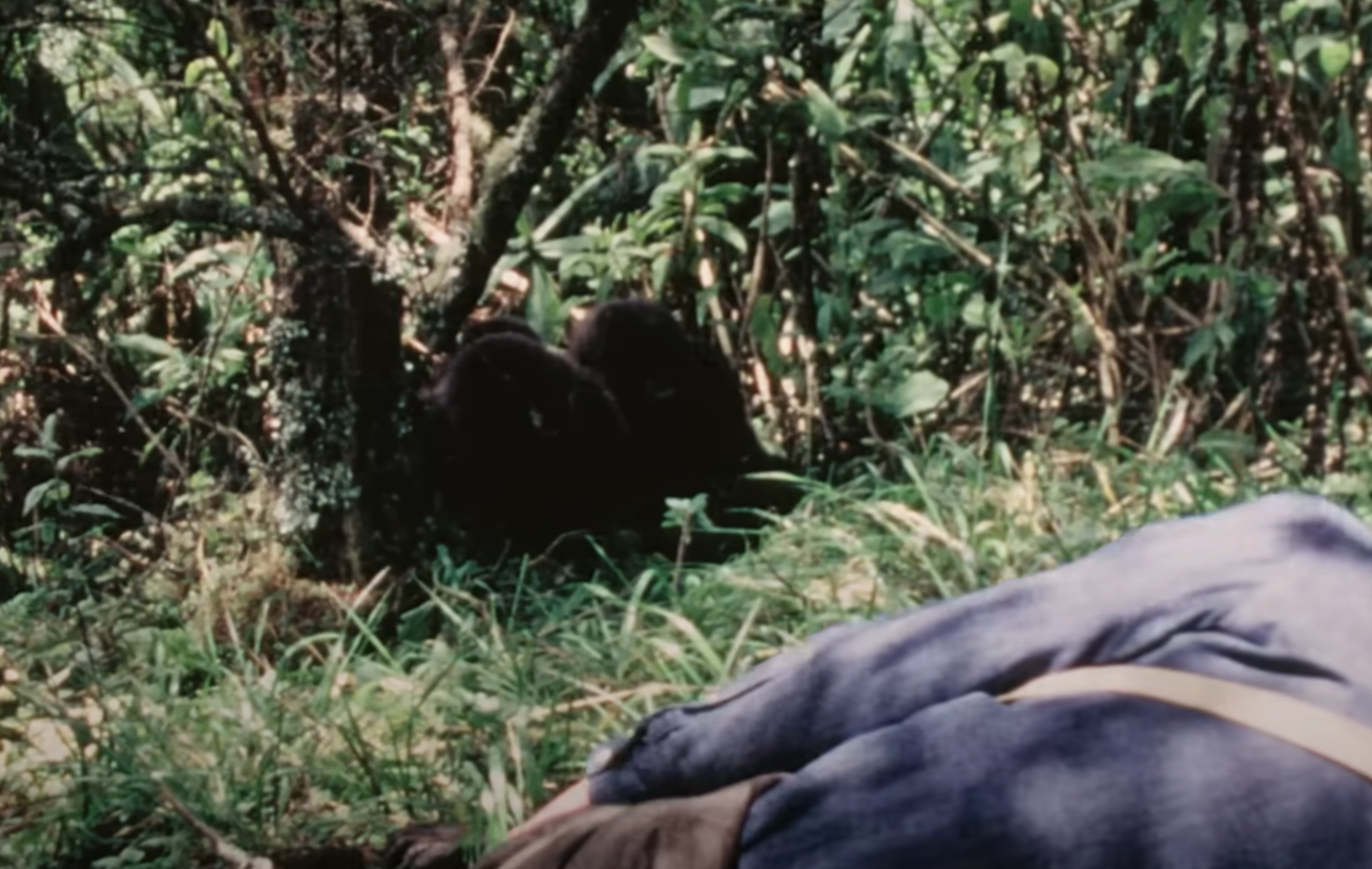 A screenshot from the documentary Dian Fossey: Secrets in the Mist