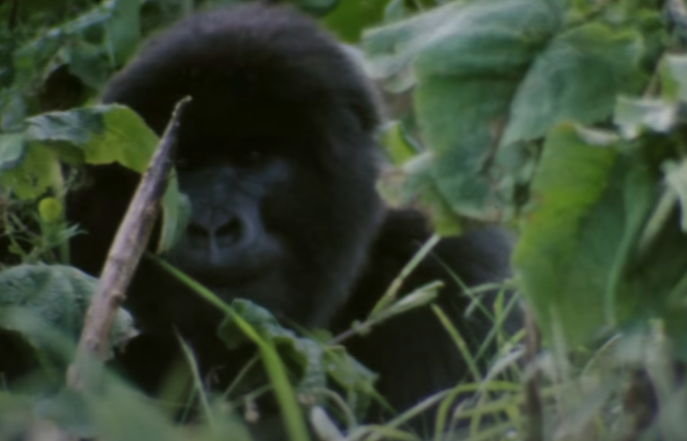 A screenshot from the documentary Dian Fossey: Secrets in the Mist