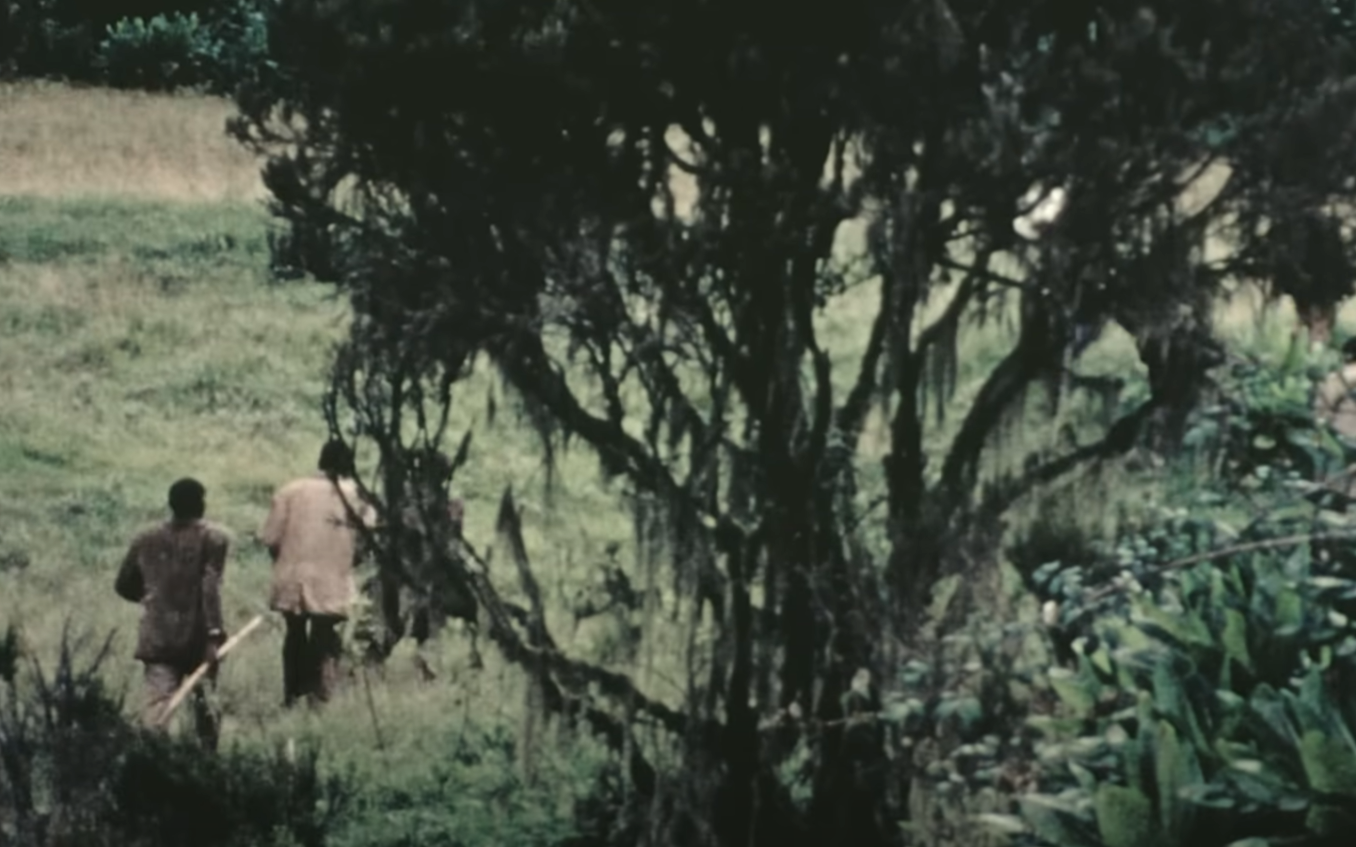 A screenshot from the documentary Dian Fossey: Secrets in the Mist