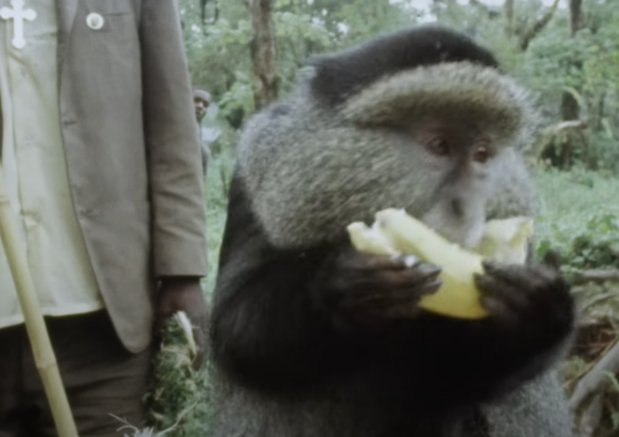 A screenshot from the documentary Dian Fossey: Secrets in the Mist