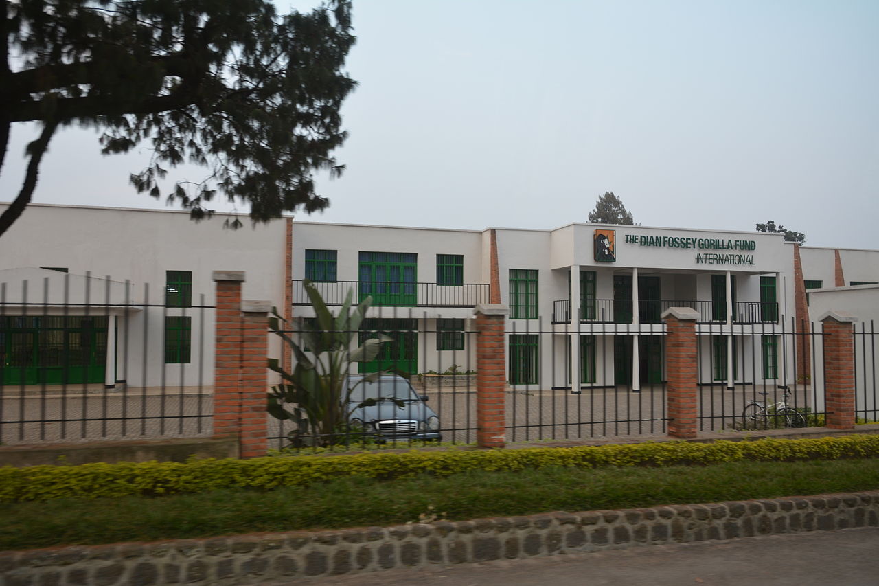 The Dian Fossey Gorilla Fund International