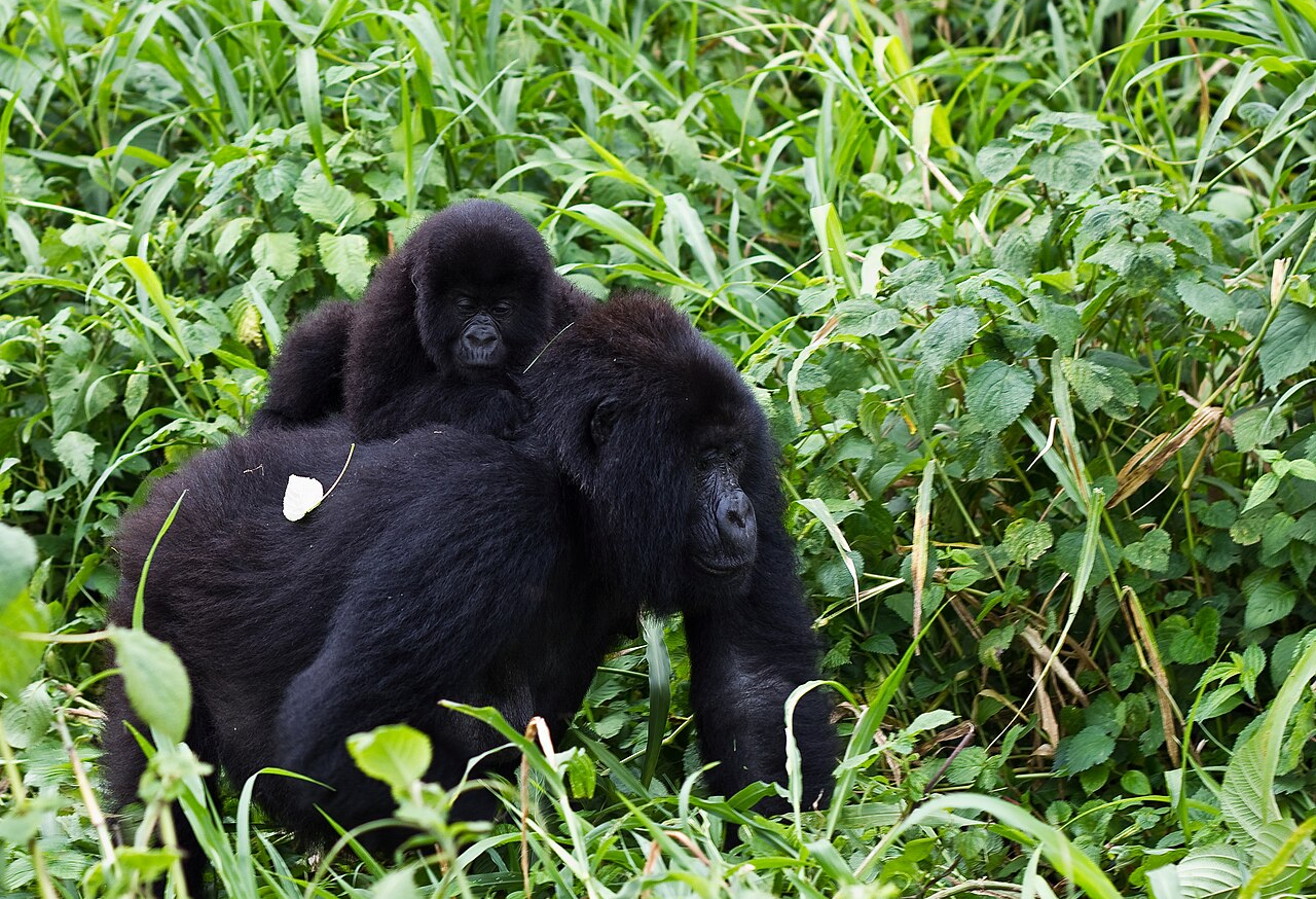 Mountain gorillas in Virunga National Park, DR Congo