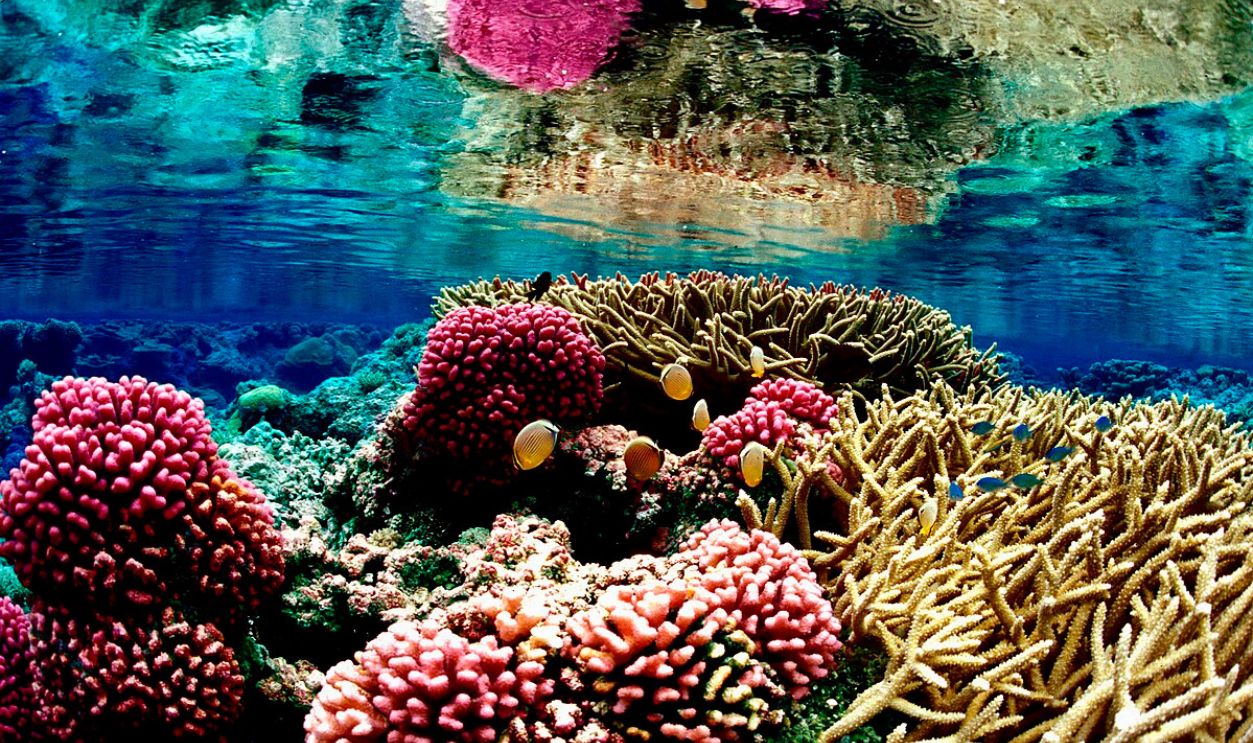 Coral Reef