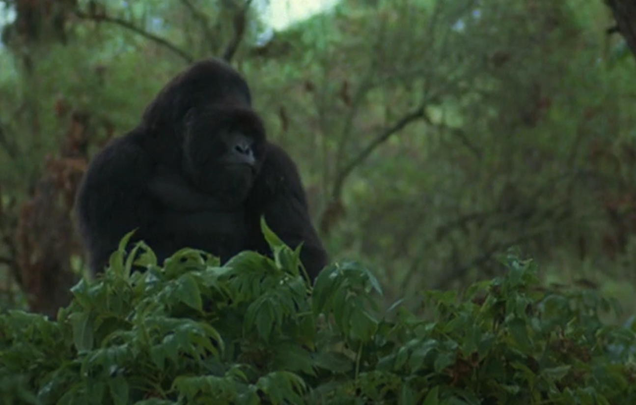 A screenshot of the movie Gorillas in the Mist