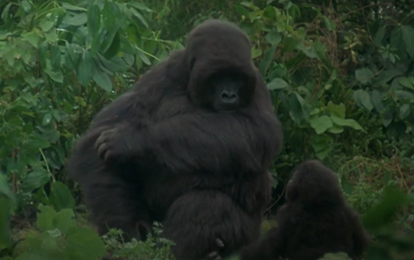 A screenshot of the movie Gorillas in the Mist