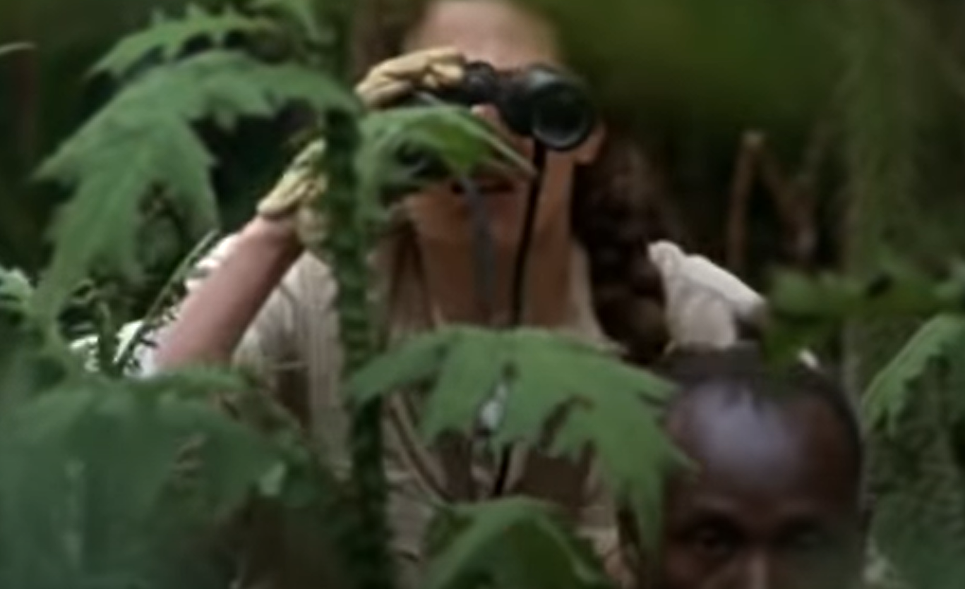 A screenshot of the movie Gorillas in the Mist