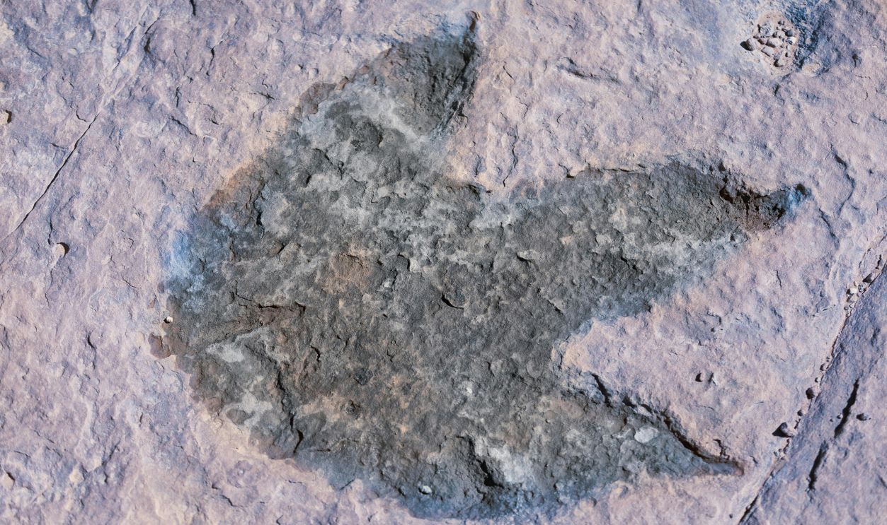 Dinosaur Footprint