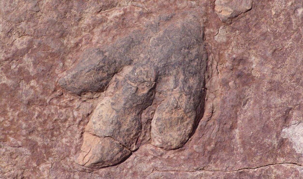 Dinosaur Footprint