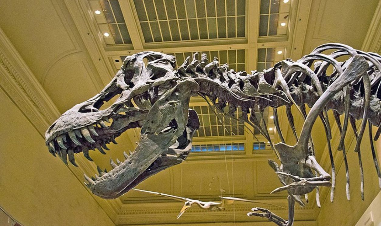 Fossil Hall’s T-Rex Skeleton