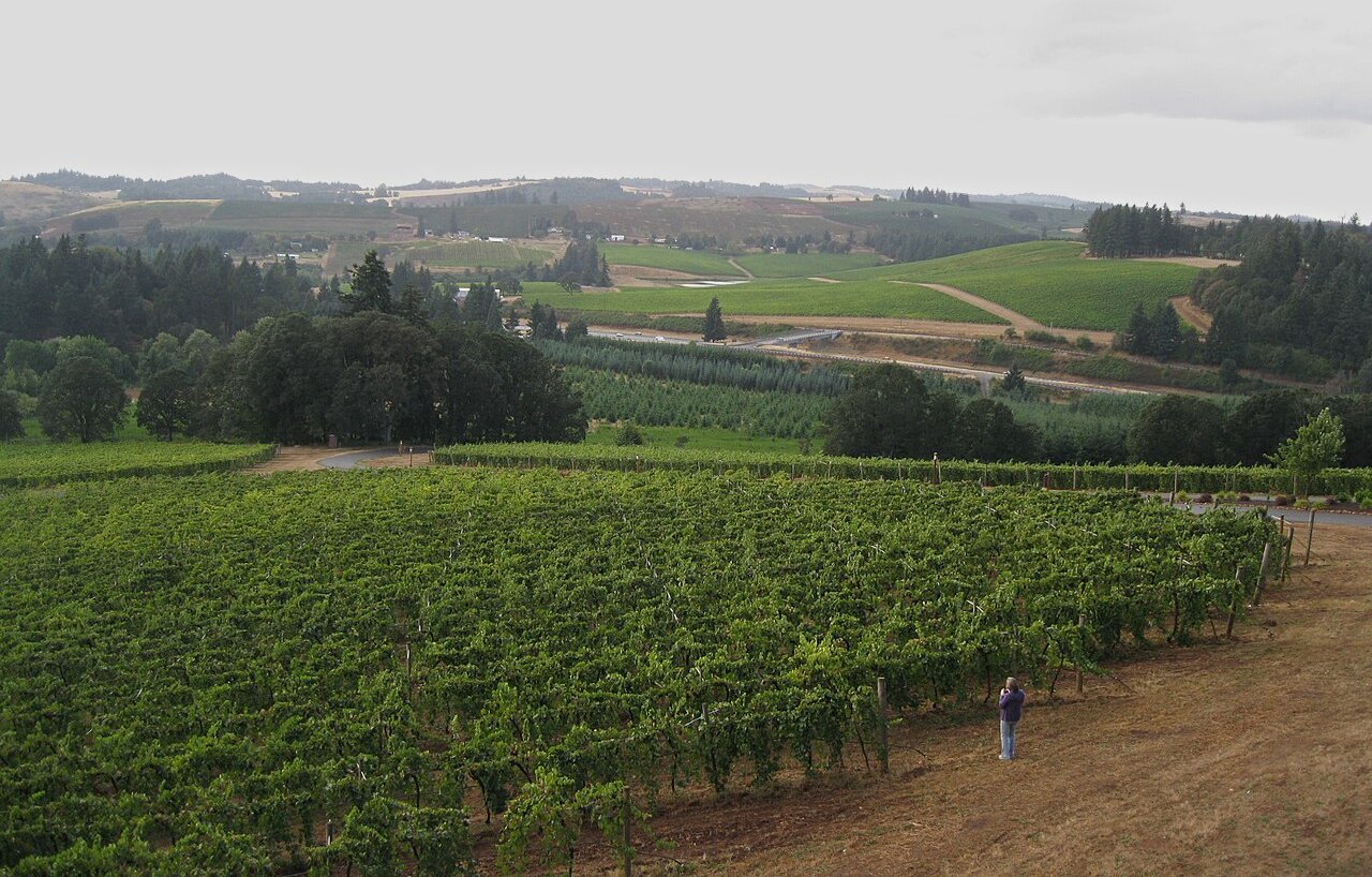 Vineyards in the Oregon wine region