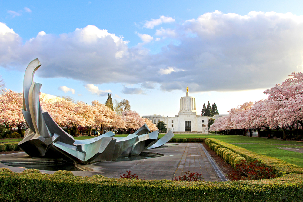 Cherry blossom tree alley in Salem, Oregon
