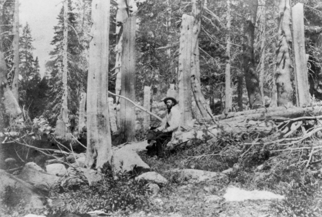 Stumps of trees cut by the Donner Party