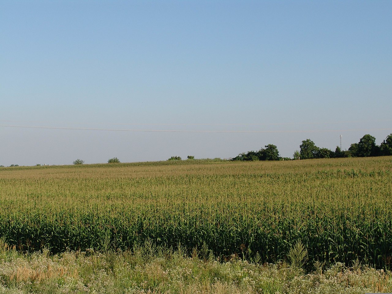 A corn (maize) field in Hungary