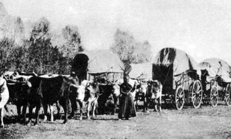 Wagon Train with Oxen and People