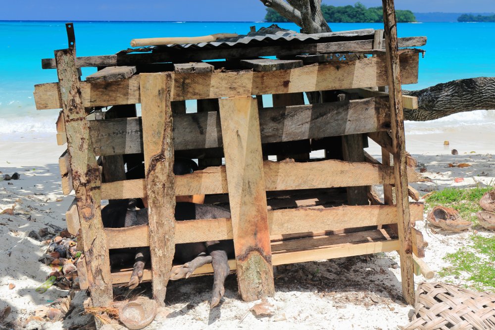 Black pigs in wooden cage. Port Olry-Espiritu Santo island-Vanuatu