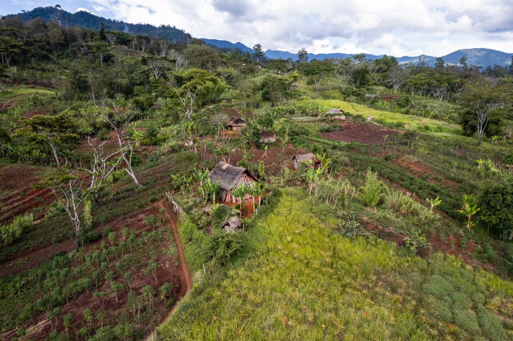 Landscape Photo of Village huts surrounded by lush greenery in Papua New Guinea