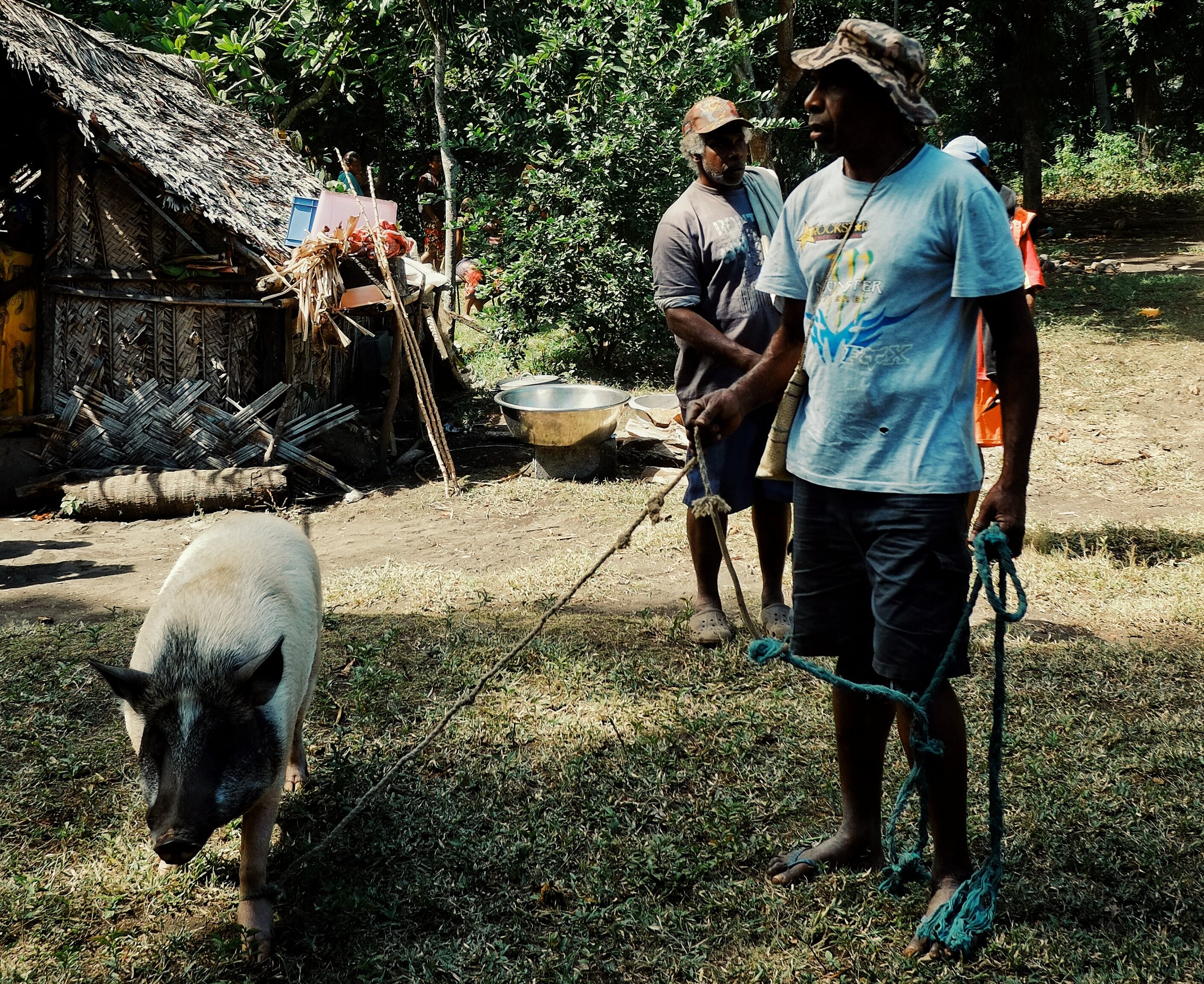 Local man leading his pig Close to Fanla village, Ambrym Island, Vanuatu