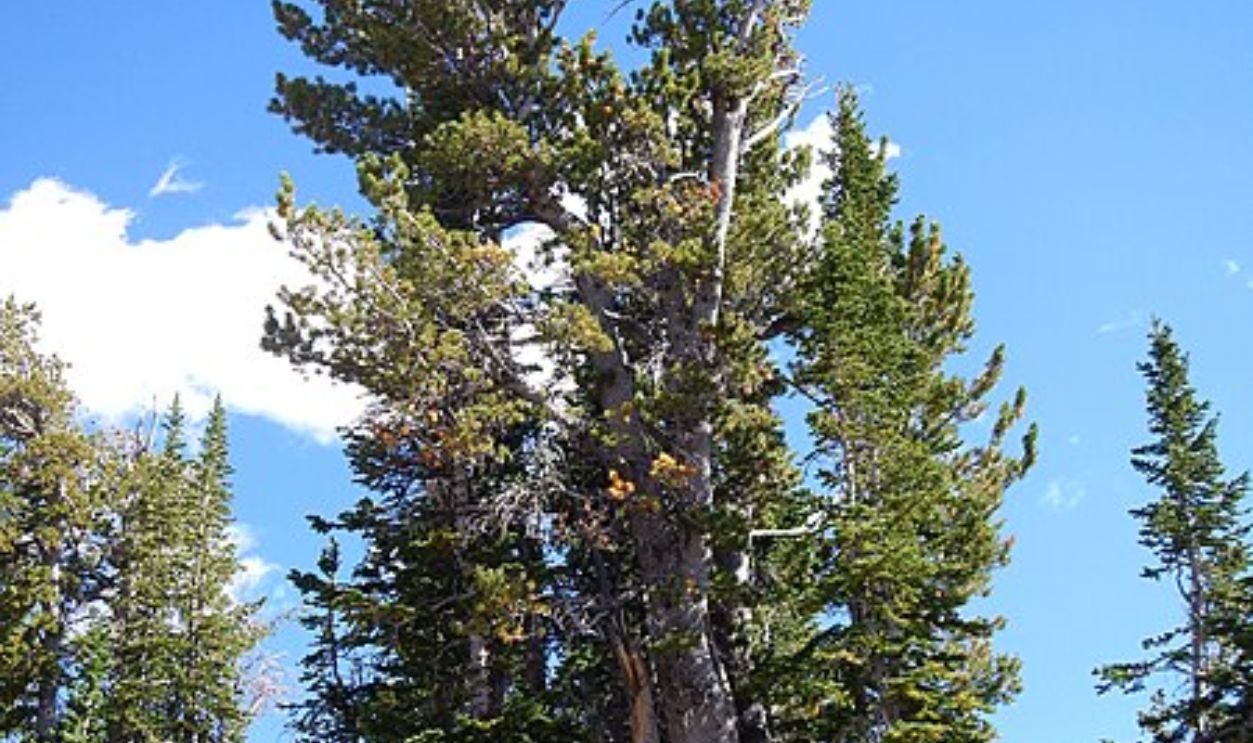 Wyoming's Whitebark Pines