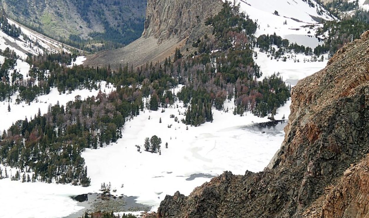 Wyoming's Whitebark Pines
