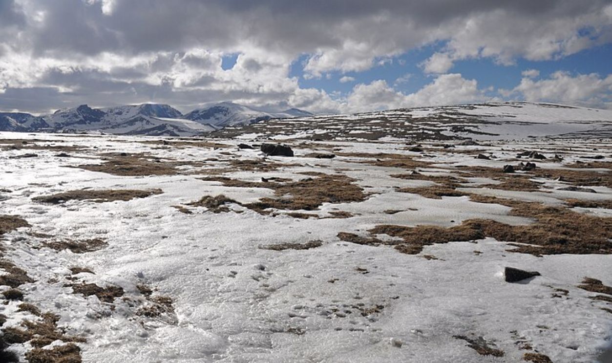 Wyoming's Whitebark Pines