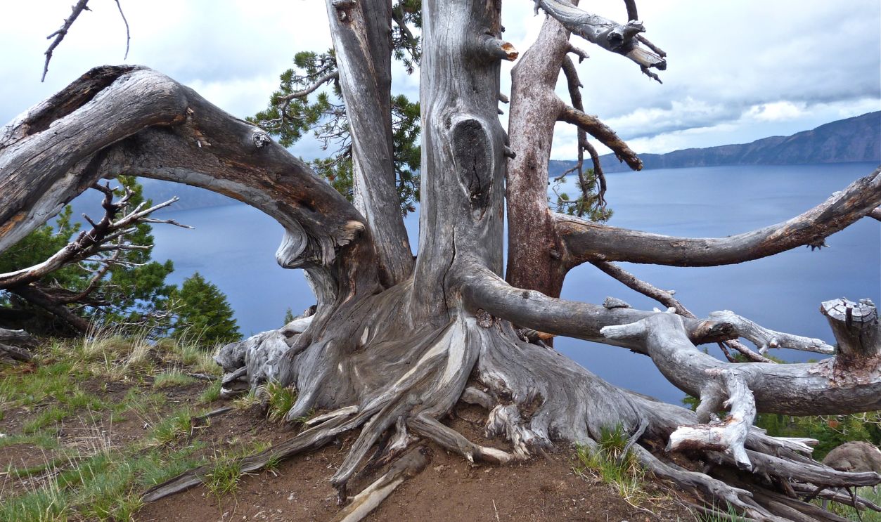 Wyoming's Whitebark Pines