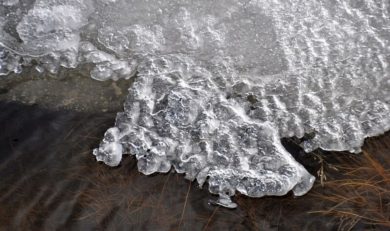  Wyoming's Whitebark Pines