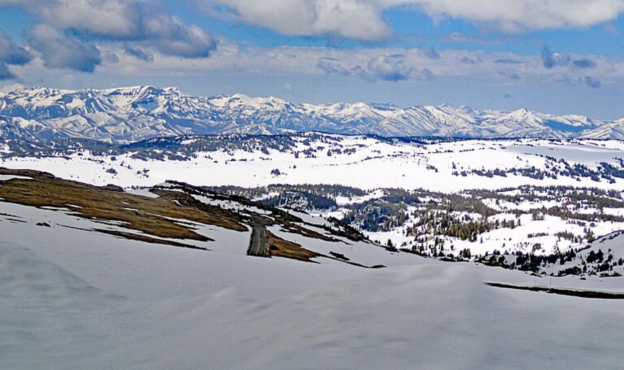  Wyoming's Whitebark Pines