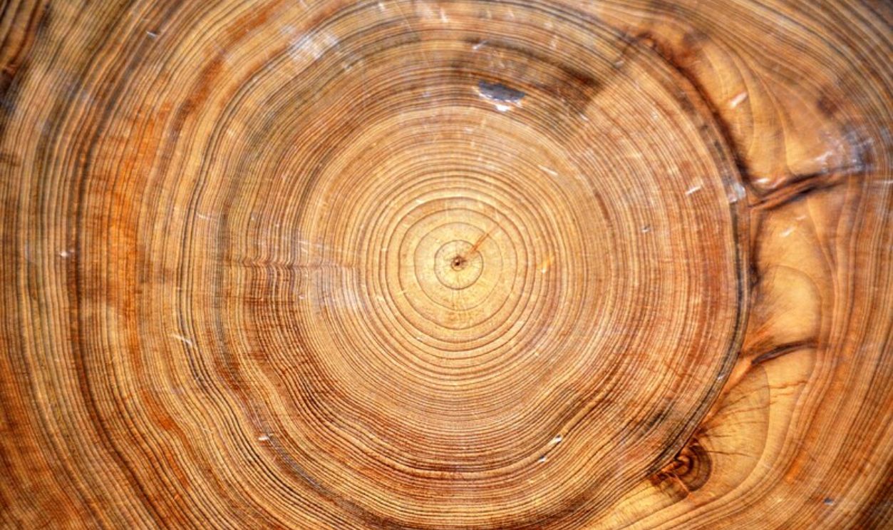Wyoming's Whitebark Pines'