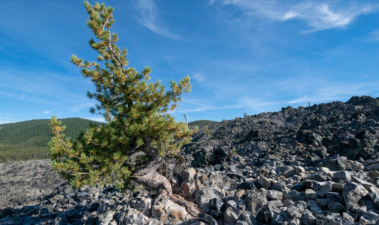 Wyoming's Whitebark Pines