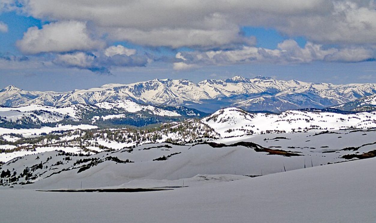 Wyoming's Whitebark Pines