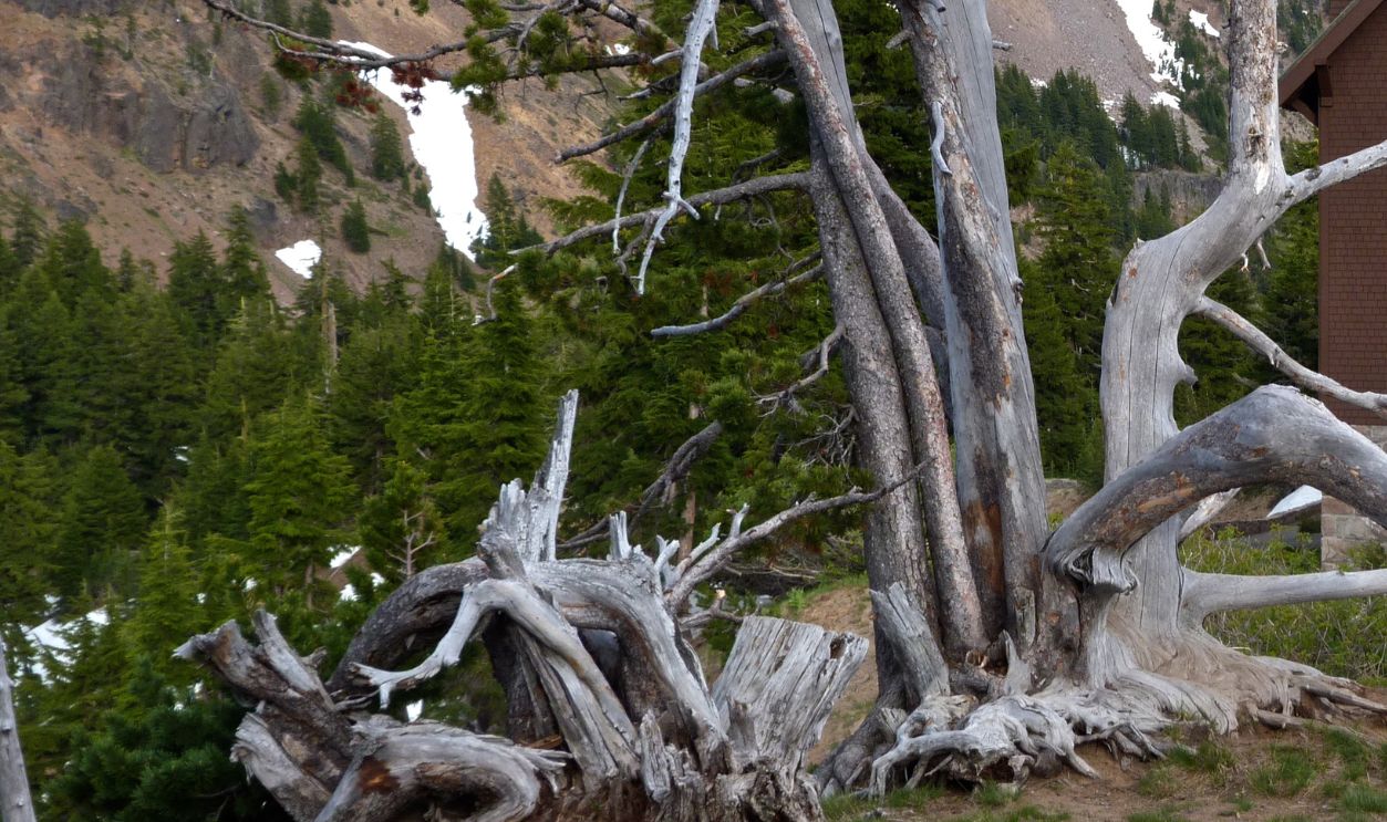 Wyoming's Whitebark Pines