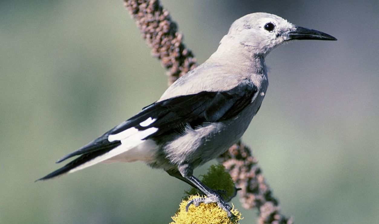 Wyoming's Whitebark Pines
