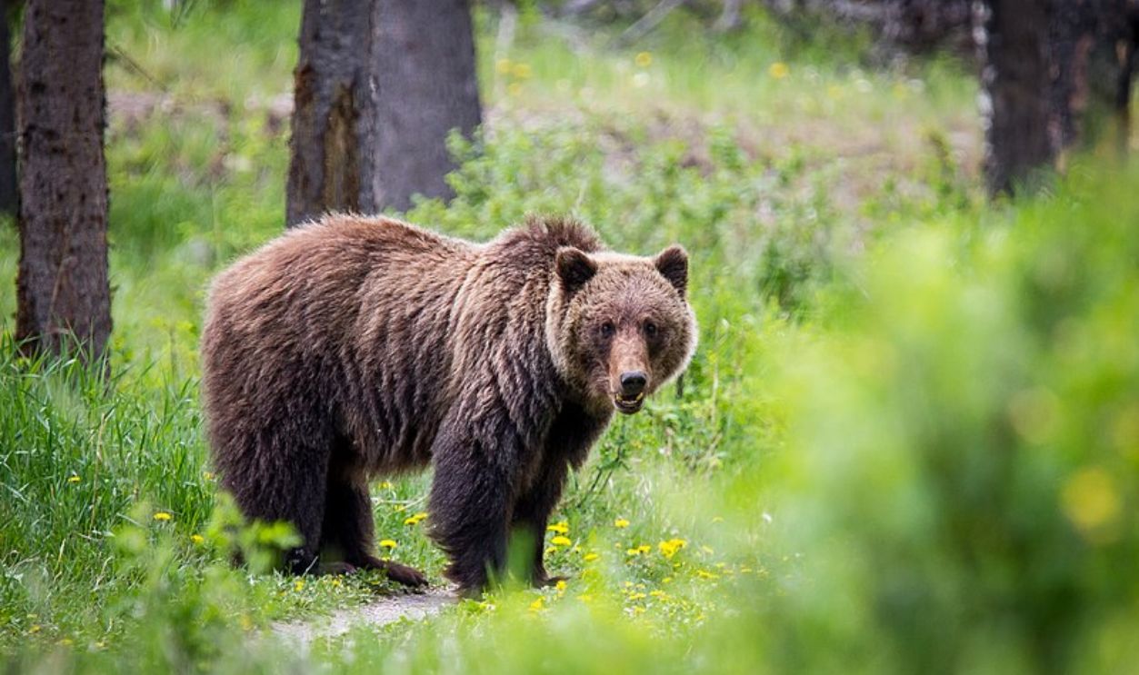 Wyoming's Whitebark Pines