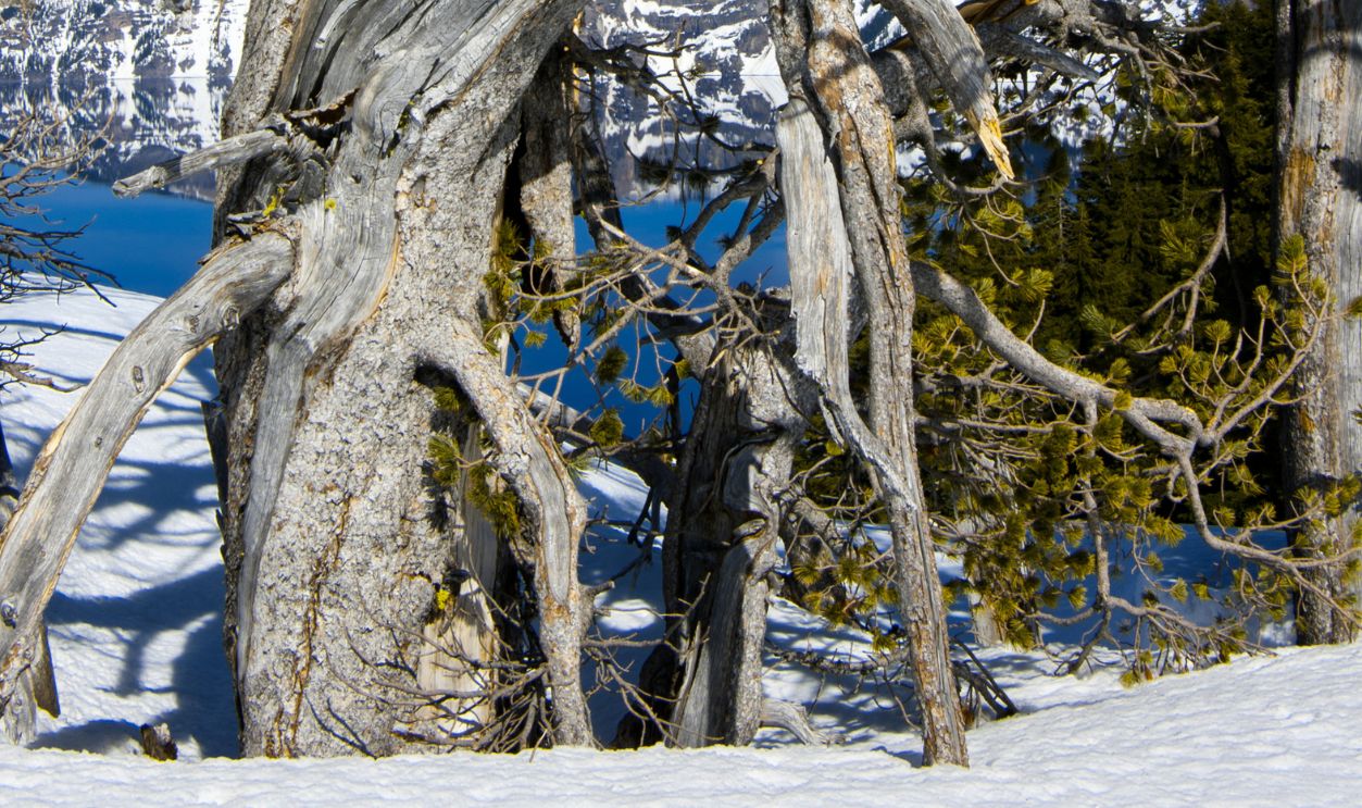 Wyoming's Whitebark Pines