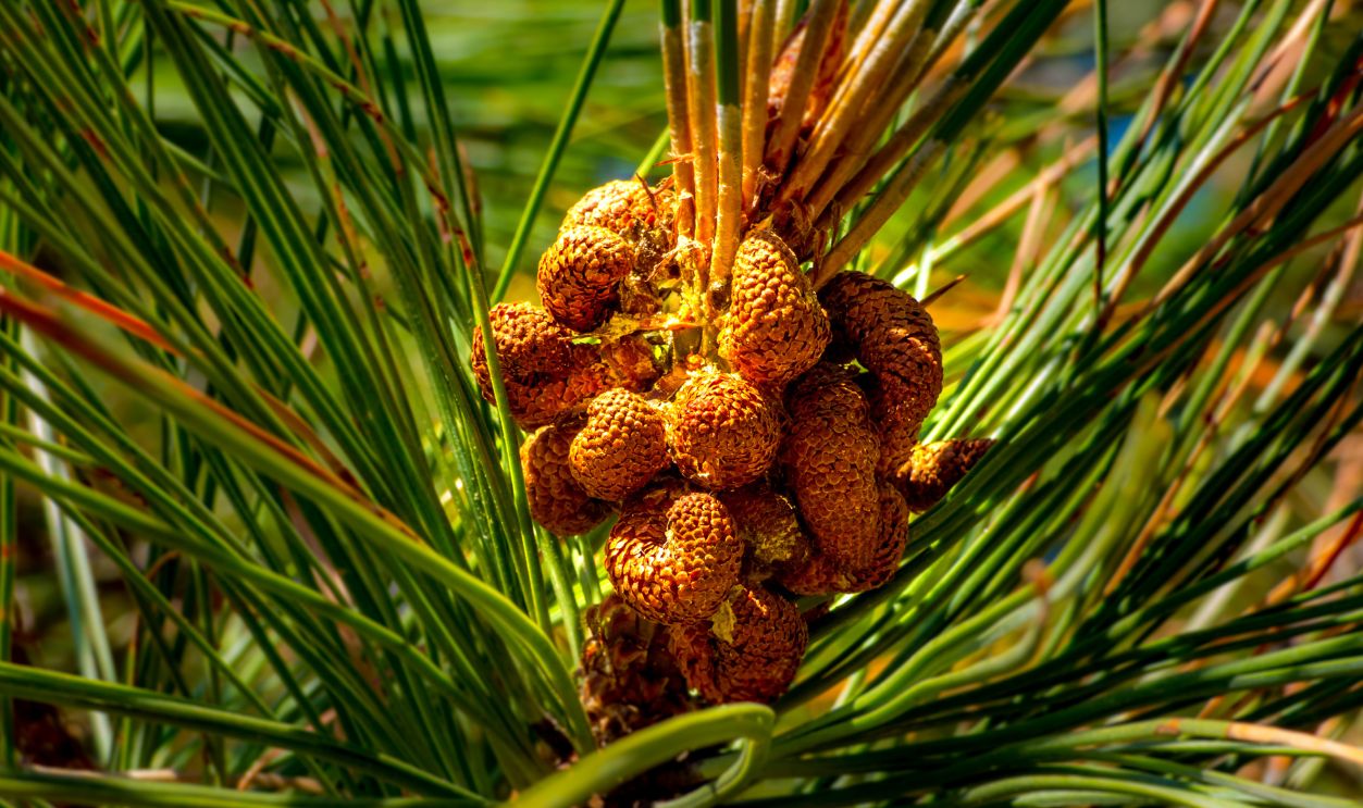 Wyoming's Whitebark Pines