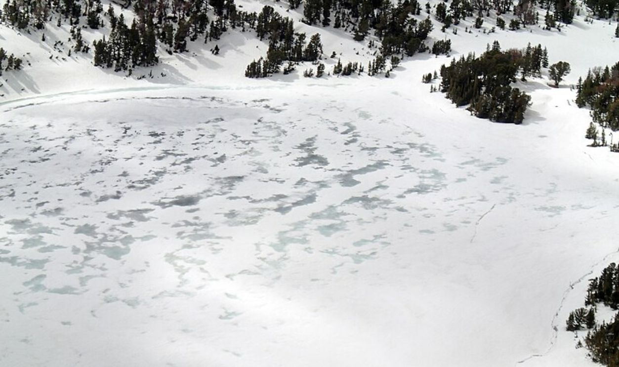 Wyoming's Whitebark Pines