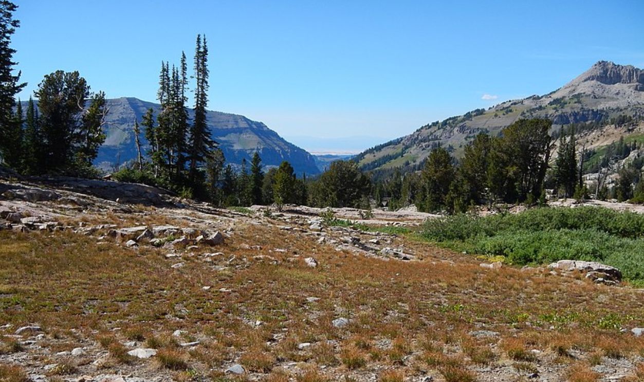 Wyoming's Whitebark Pines
