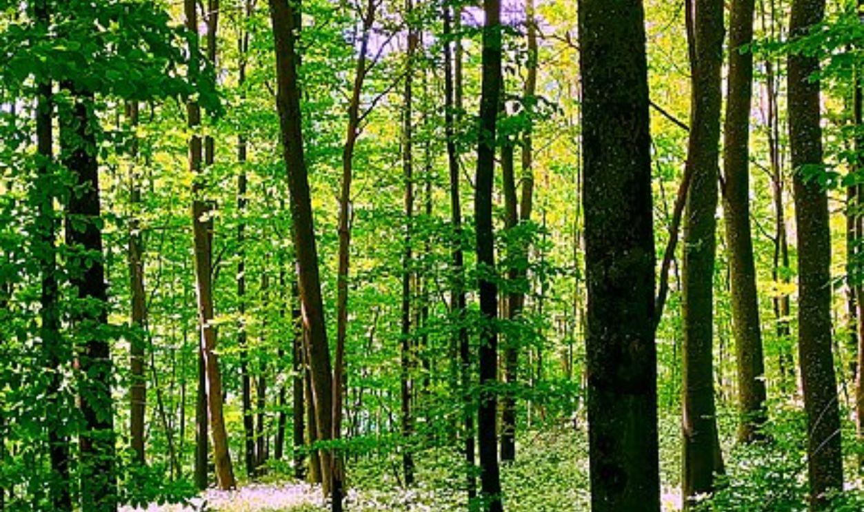 Wyoming's Whitebark Pines