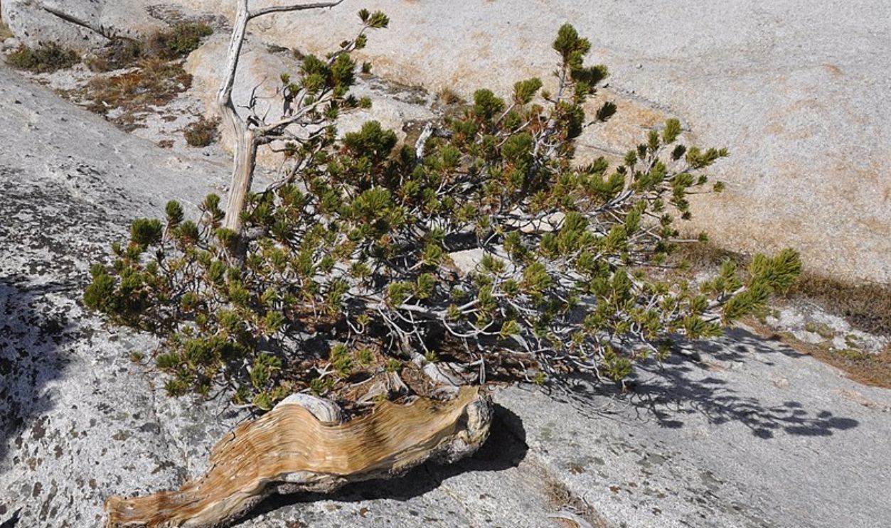 Wyoming's Whitebark Pines