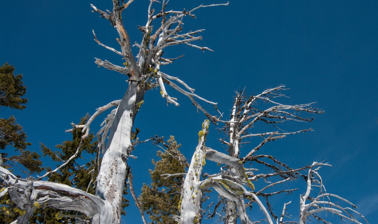 Wyoming's Whitebark Pines