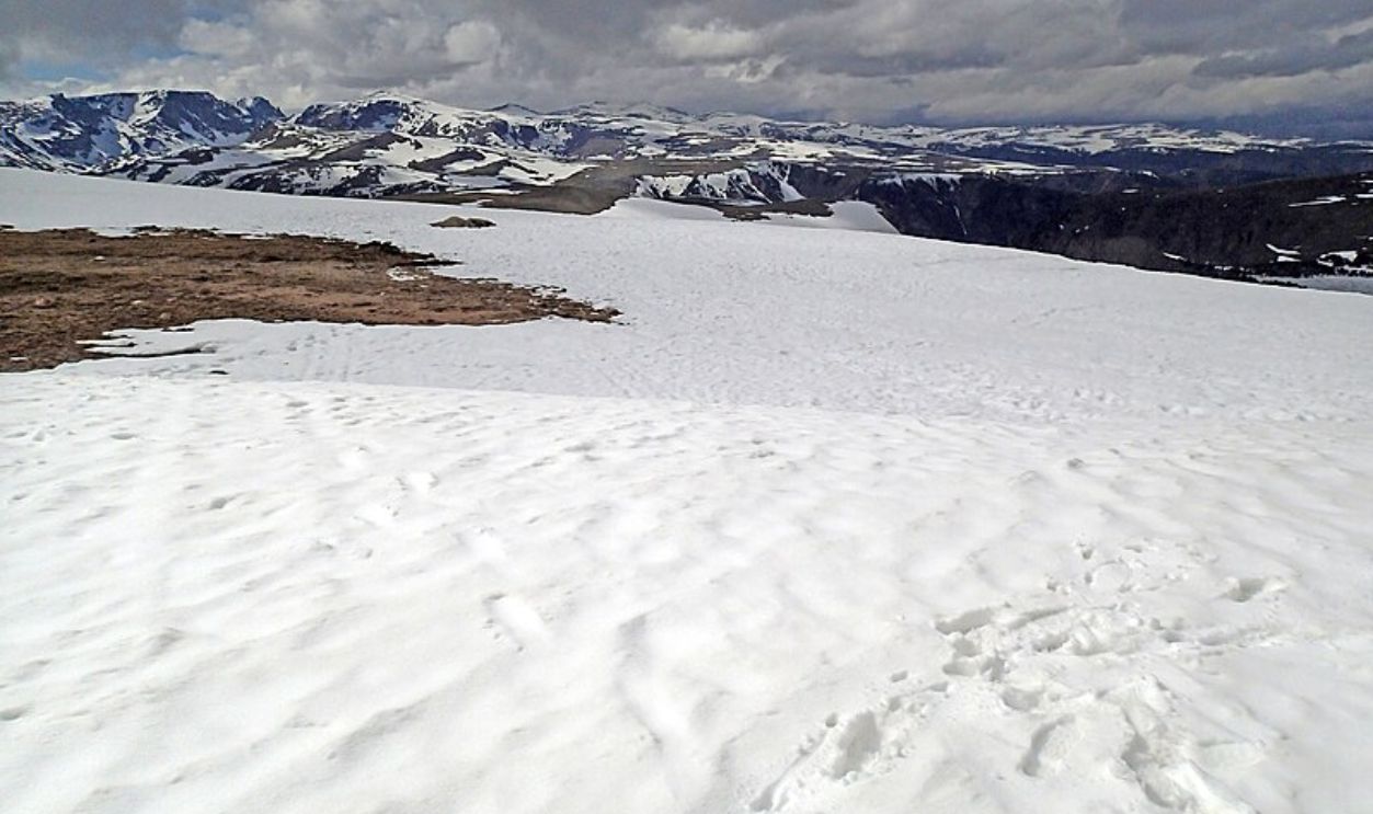  Wyoming's Whitebark Pines